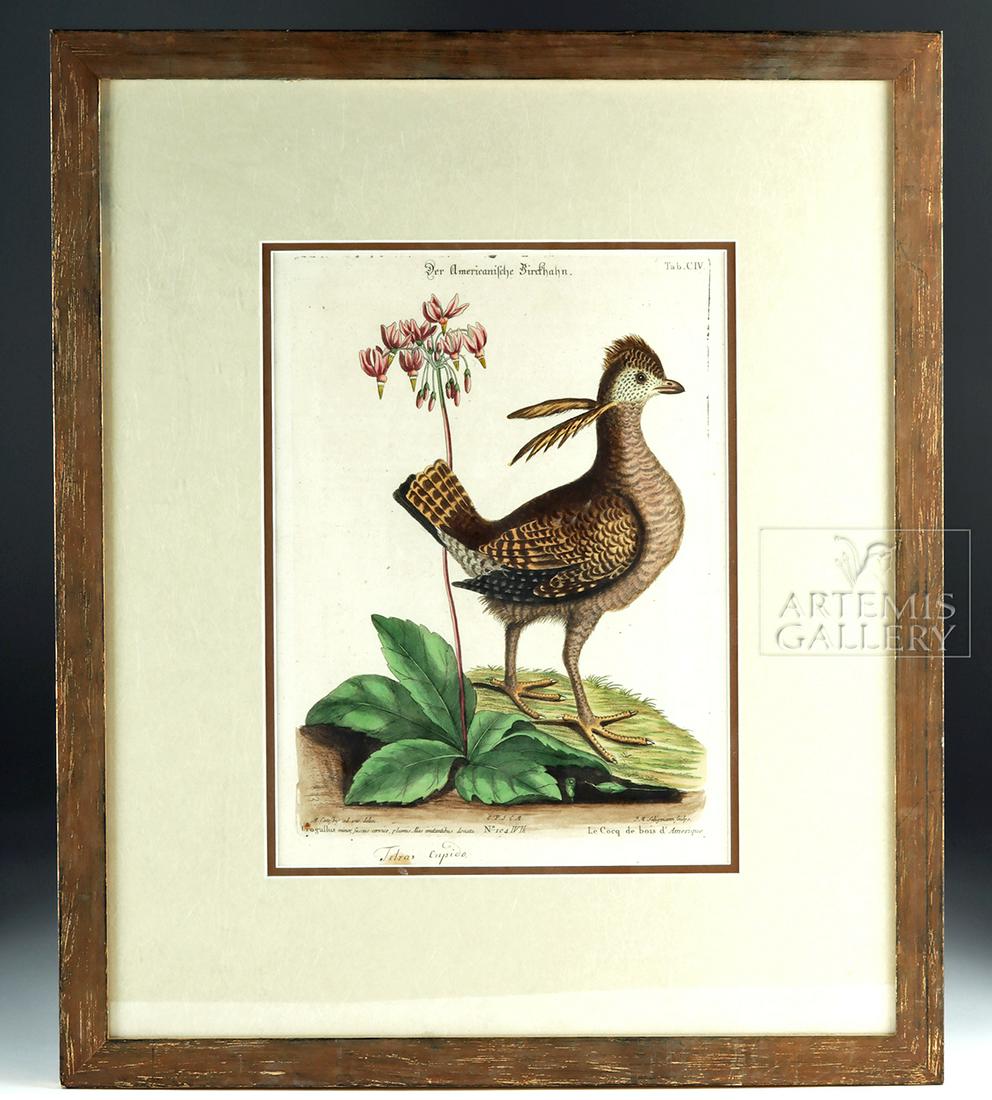 18th C. Catesby "Le Cocq du Bois Amerique" Engraving: Mark Catesby (British, 1683-1749), "Le Coq Du Bois D'Amerique (Partridge)", a hand colored copper plate engraving on fine laid paper, from Johann Michael Seligmann (1720-1762) (editor and engraver). A