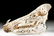 20th C. Indonesian Dayak Carved Boar Skull Openwork