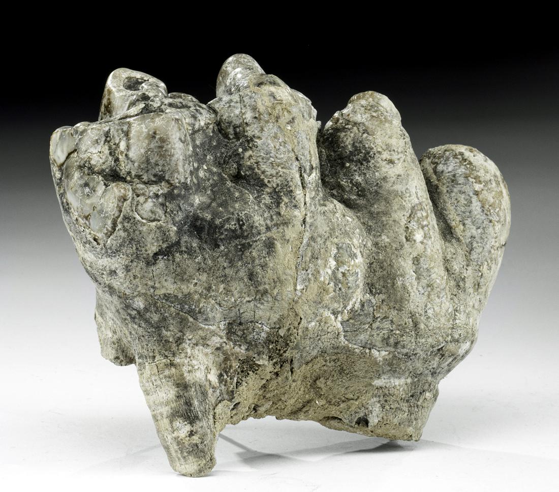 North American Ice Age Fossilized Mastodon Tooth: North America, Pliocene to Pleistocene, Ice Age, ca. 100,000 to 20,000 years old. A nicely preserved molar from an adult mastodon (Mammut americanum). It has extended roots and four large ridges now f