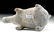 Holy Land Judea Pottery Spouted Bull Vessel - 6