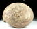 Egyptian Pre-Dynastic Naqada III Breccia Stone Vessel - 6