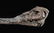 Egyptian Late Period Mummified Falcon - 3