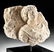 Palmyran Limestone Funerary Relief w/ Male Bust - 3