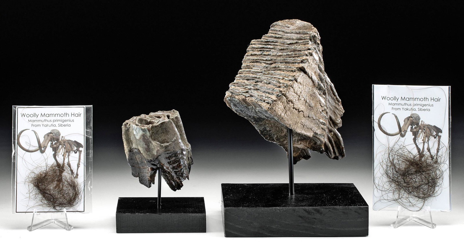 Mammoth Tooth, Wooly Rhino Tooth, & Mammoth Fur: Central Asia, Siberia, Pleistocene, ca. 3.6 million years ago to 10,000 years ago. A wonderfully preserved example of a fossilized tooth from a woolly rhino (Coelodonta antiquitatis), an animal that l
