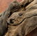 Egyptian Ptolemaic Mummified Falcon - 3