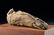 Egyptian Ptolemaic Mummified Falcon - 4