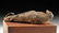 Egyptian Ptolemaic Mummified Falcon - 5