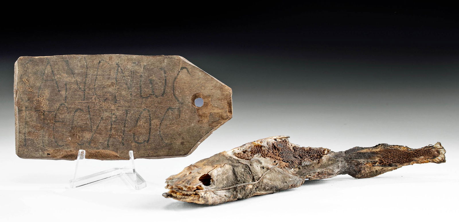 Egyptian Mummified Electric Catfish & Wood Plaque (1 of 5)
