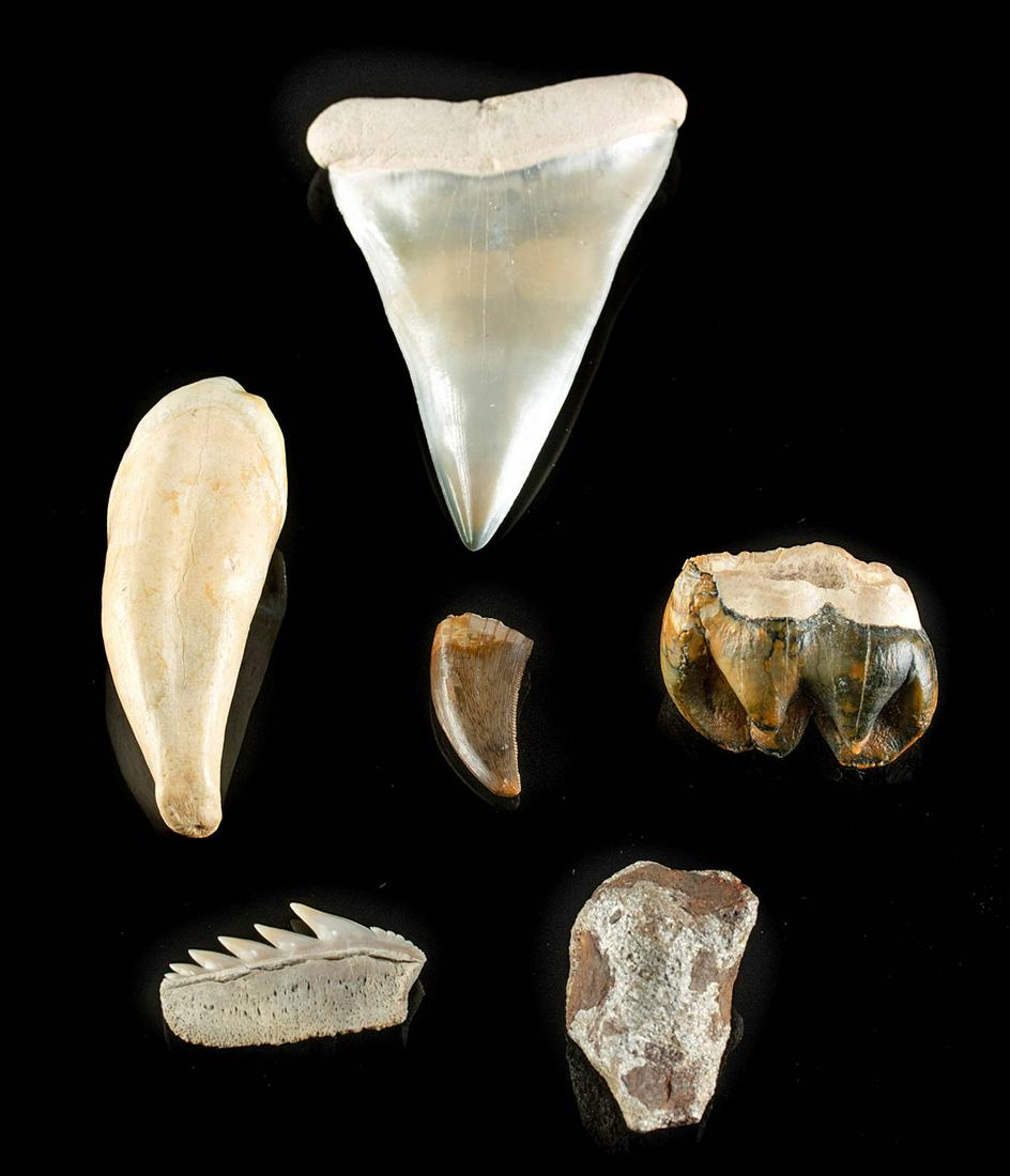 Dinosaur Fossil & Meteorite Assortment - 6 pieces: **First Time At Auction** Southern Africa, Namibia, ca. millions of years old; North America, Montana, Hell Creek Formation, Cretaceous Period, ca. 145.5 to 66 million years ago; Polk County, Florida