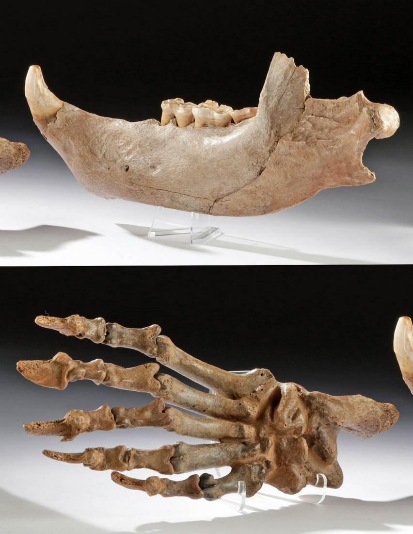 Fossilized Pleistocene Cave Bear Foot + Mandible: **Originally Listed At $1200** Ancient Europe, Pleistocene epoch, ca. 1.2 million to 24,000 years ago. A massive fossilized foot of a European cave bear (Ursus spelaeus), with its almost humanlike for