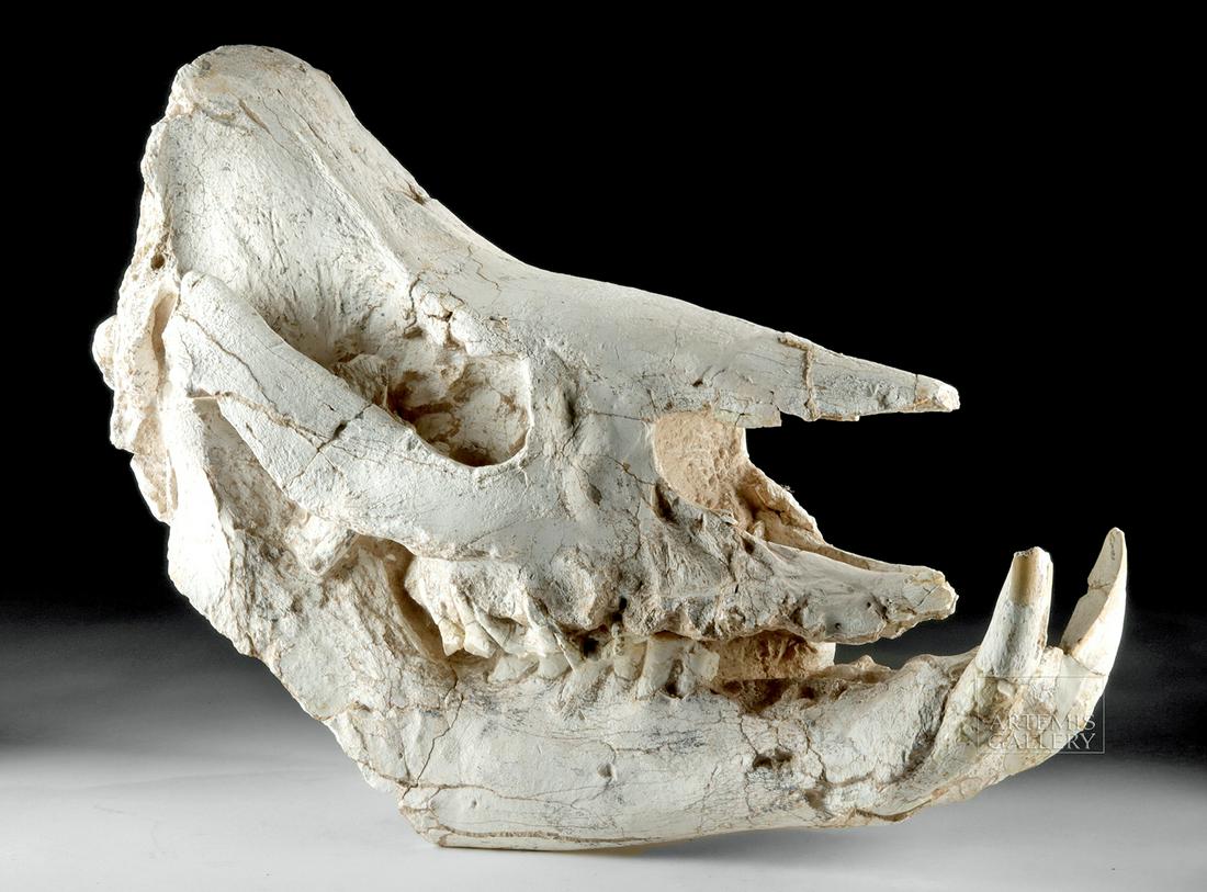 Huge Fossilized Chilotherium Rhino Skull: Central Asia, China, Miocene, ca. 35 million years ago. A huge example of a fossilized rhinoceros skull, from the species Chilotherium andersoni, with fantastic preservation of the lower jaw which sho
