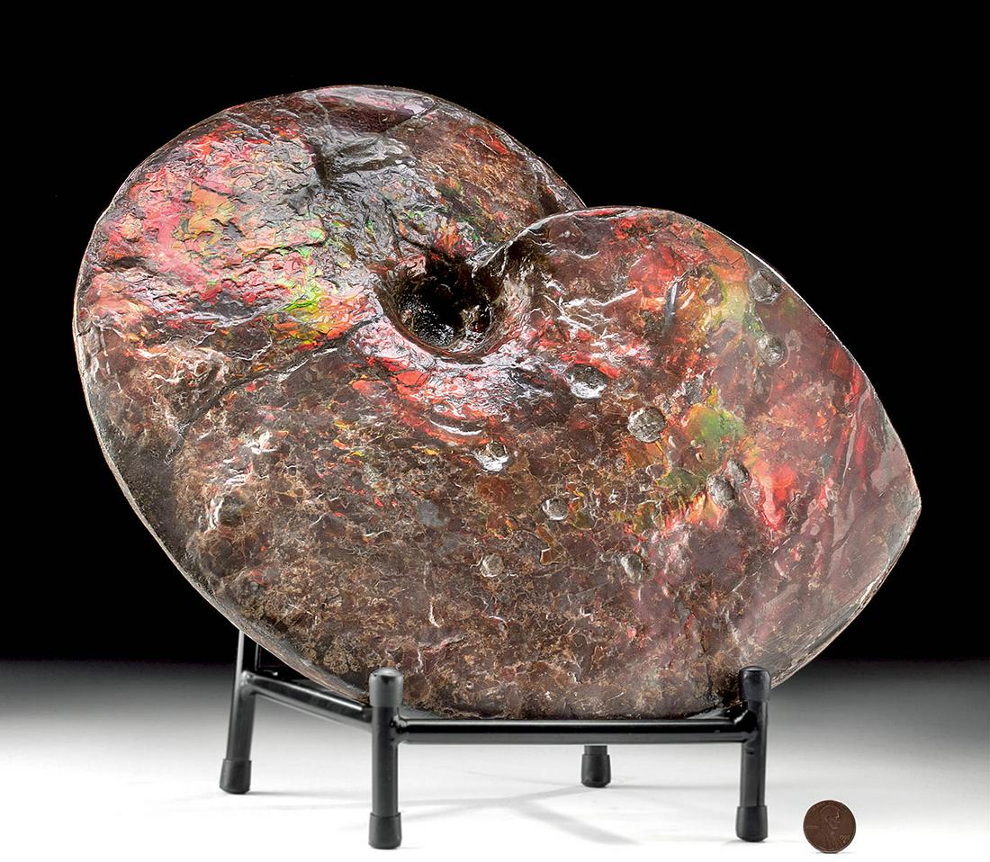 Very Rare Huge Opal Ammolite, Bitten by Mosasaur: North America, Alberta, Canada, upper-Cretaceous period, 70 to 75 million years ago. A huge ammolite - a fossilized shell of an extinct sea creature known as an ammonite, that is only found in the Bea