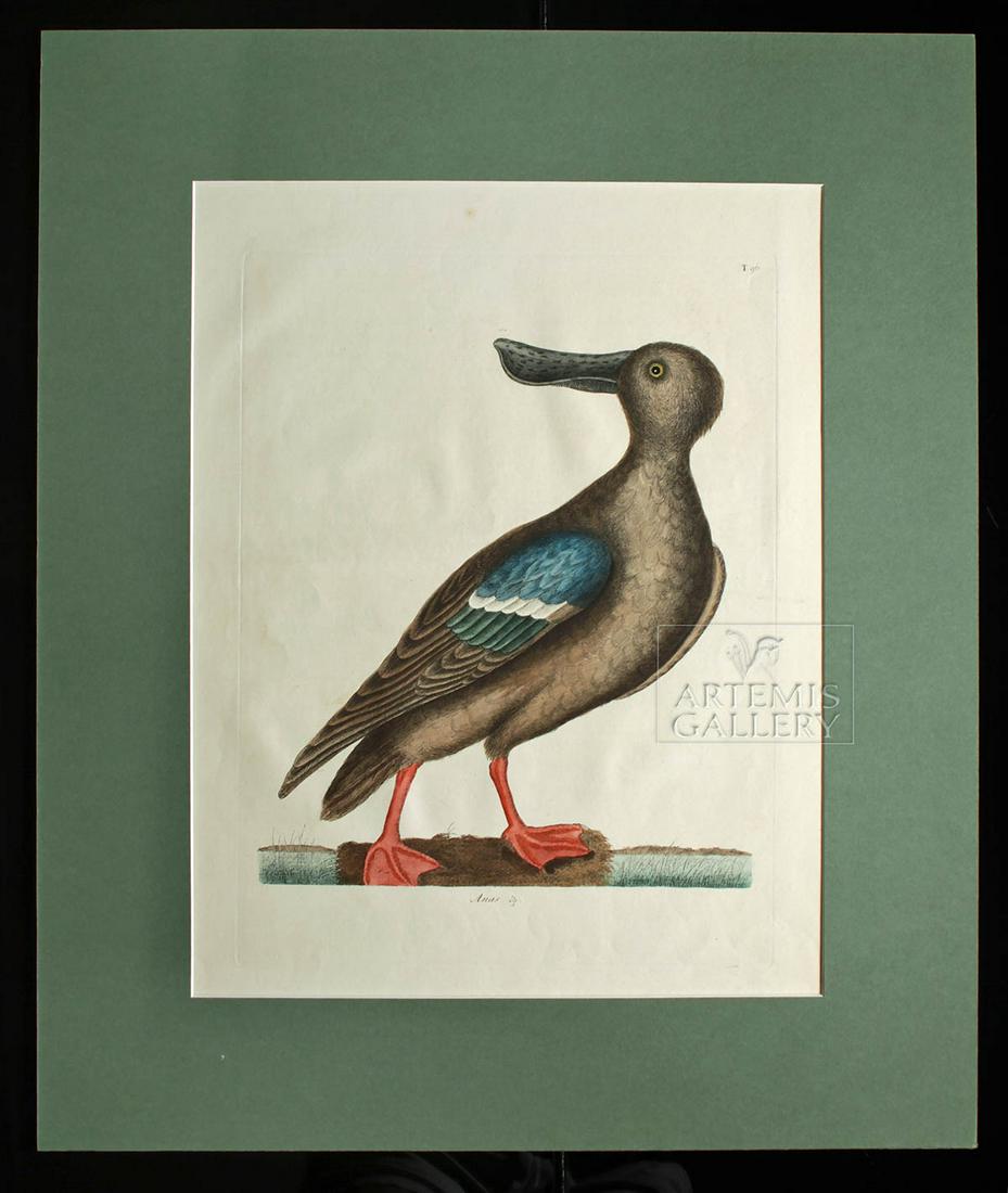 Mark Catesby Engraving - "Blue Winged Shoveler" - 1771: **Originally Listed At $800** Mark Catesby (British, 1683-1749), "Blue Winged Shoveler", a hand colored, original, copper plate engraving on fine laid paper, from "The Natural History of Carolina, Flo