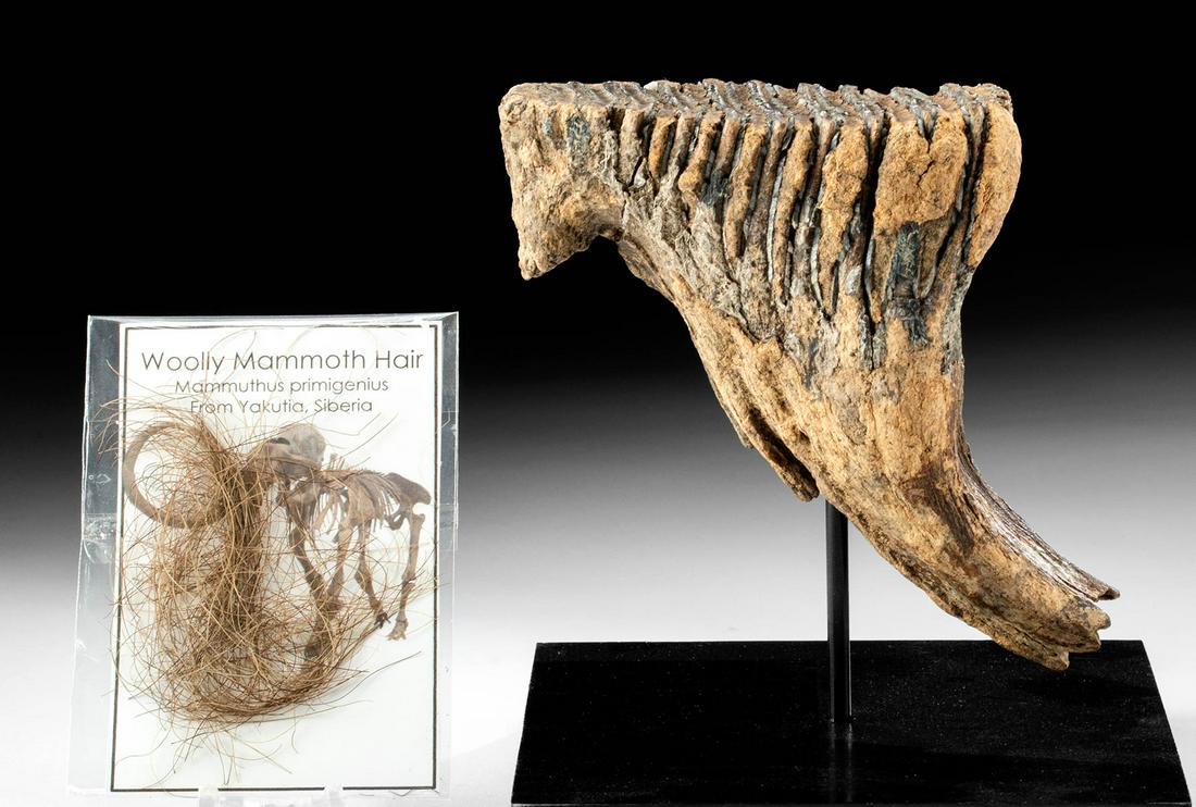 Juvenile Fossilized Mammoth Tooth & Hair: **First Time At Auction** New World, Alaska, and Central Asia, Siberia, Pliocene epoch (Ice Age), ca. 100,000 to 20,000 years old. A fantastic fossilized tooth from a juvenile woolly mammoth, (Mammuth