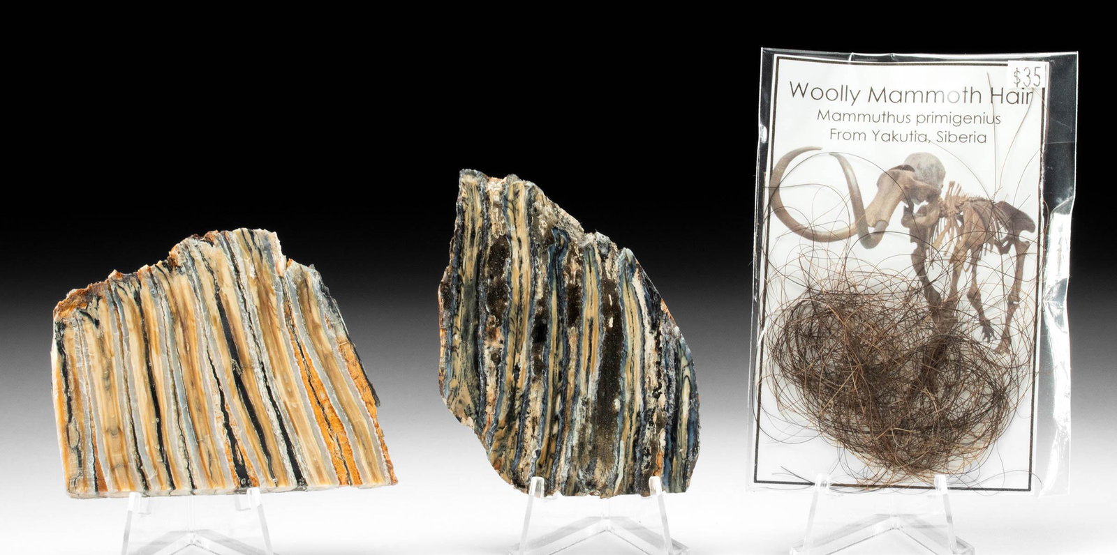 Two Fossilized Mammoth Tooth Sections & Mammoth Fur: **First Time At Auction** New World, present day Alaska, and Central Asia, Siberia, Pleistocene (Ice Age), ca. 100,000 to 20,000 years old. Two cross sections of fossilized teeth from the prehistoric 