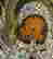 item-95387996=2