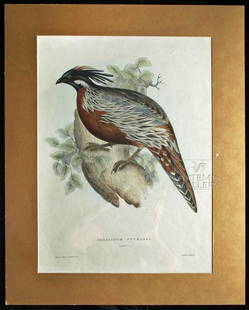 Gould Lithograph - Phasianus Pucrasia - 1831: **Originally Listed At $600** Elizabeth Gould (British, 1804-1841) and John Gould (British, 1804-1881),"Phasianus Pucrasia" - a hand-colored lithograph from "Birds from the Himalaya Mountains" (London