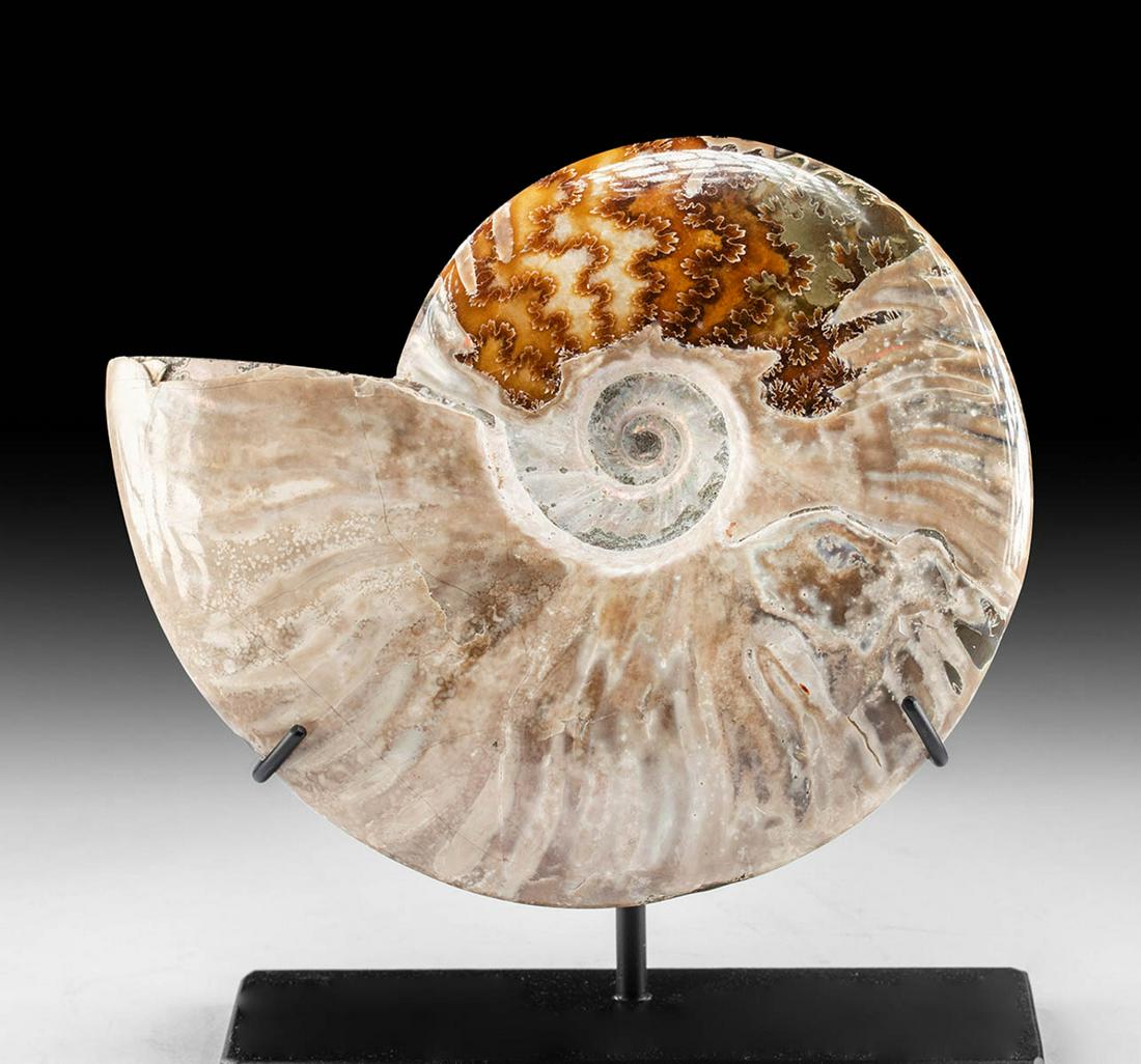 Large Fossilized Ammonite w/ Stunning Iridescence (1 of 3)