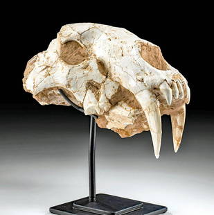 Fossilized Asian Sabertooth Skull Machairodus Horriblis: East Asia, likely China, Pliocene era, 3.0 to 3.5 million years ago. An exciting and extremely rare fossilized skull of a saber-toothed Machairodus horribilis cat displaying two sizable 3.5 to 3.75