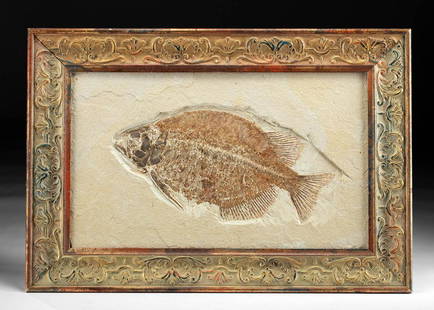 Huge Phareodus Encaustus Fossilized Fish w/ Frame: North America, probably Wyoming, Green River Formation, Eocene period, ca. 56 to 33 million years ago. A large and well-preserved fossilized fish within a stone matrix set within a modern wooden