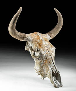 20th C. American Cow Skull - From Chisholm Trail: North America, United States, Texas, ca. late 19th century CE. A well preserved skull from a cow or bull, that hopefully lived a long and happy life before leaving for greener pastures. The skull has