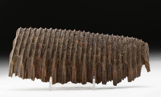 Fossilized Edmontosaurus Section of a Dental Battery: North America, Montana, late Cretaceous period, ca. 70 to 65.5 million years ago. A rare and incredibly well-preserved section of a dental battery from a duck-billed dinosaur known as an
