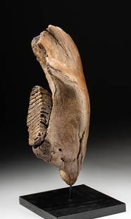 Fossilized Woolly Mammoth Mandible Section w/ Tooth: North America or Siberia, late Pleistocene Epoch, ca. 129,000 to 11,700 years ago. A beautiful section of a mandible from an adult Woolly Mammoth (Mammathus primigenius) showing lustrous brown and