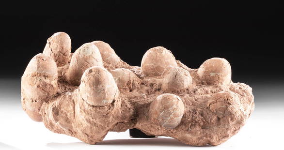 Late Cretaeceous Troodon Dinosaur Eggs, Clutch of 11: North America or Siberia, Late Cretaceous period, ca. 77.5 to 76.5 million years ago. A clutch of eleven Troodon eggs, beautifully preserved in their reddish-brown matrix. The name Troodon refers to s