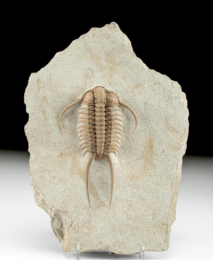 Fine Trilobite Fossil in Stone Matrix (1 of 5)