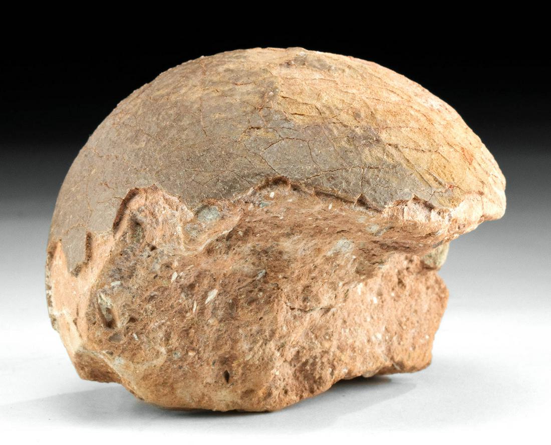 Fossilized Prehistoric Hadrosauridae Dinosaur Egg (1 of 4)