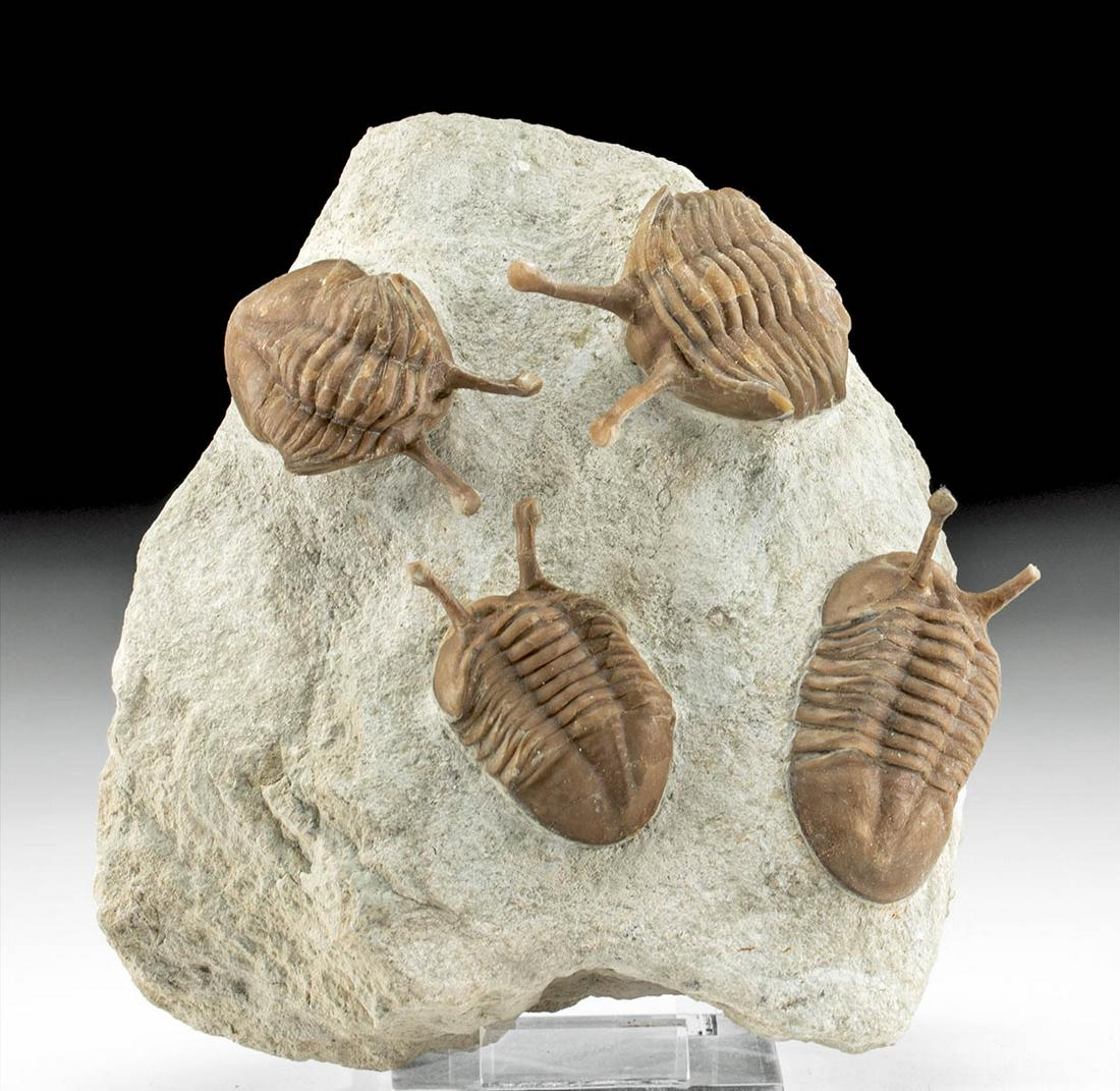 Fossilized Neoasaphus Kowalewskii Trilobites in Matrix (1 of 3)