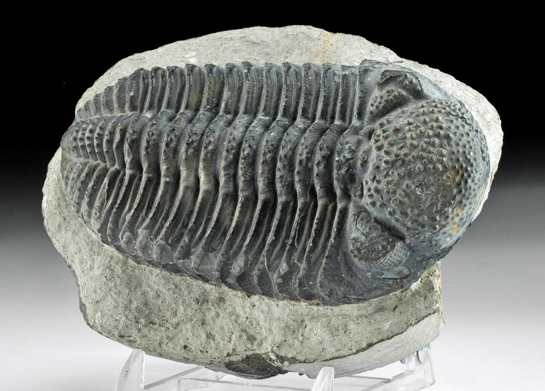 Large Fossilized Trilobite - Drotops Megalomanicus (1 of 3)