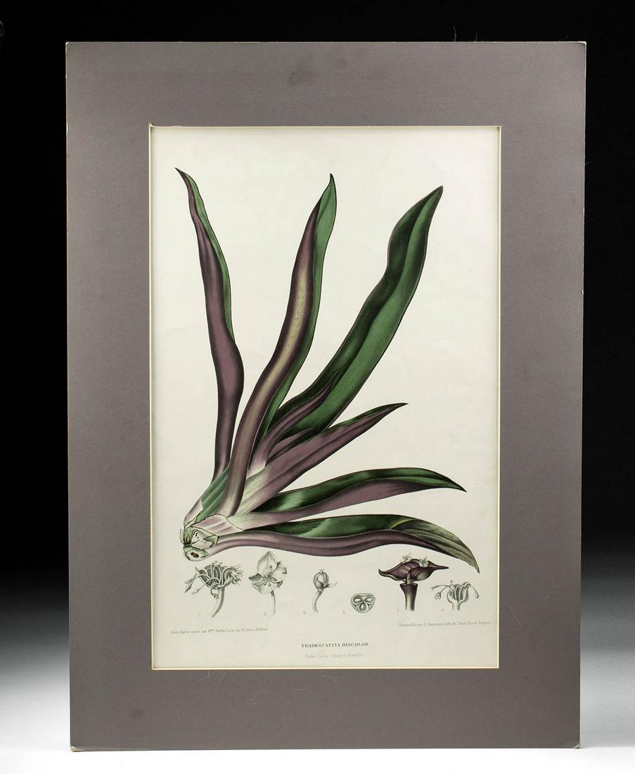 Van Nooten - "Boot Lily" Chromolithograph, ca. 1863 (1 of 4)