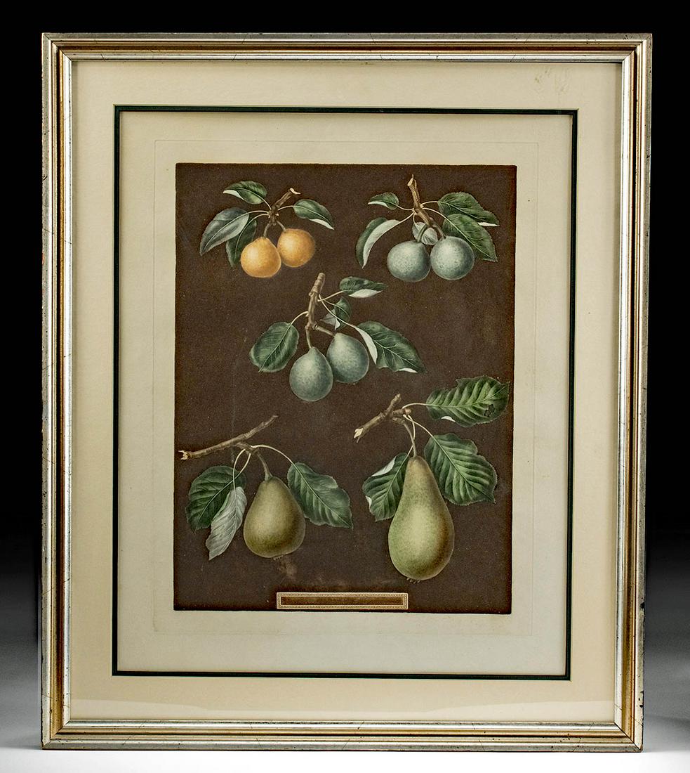 1812 Brookshaw Aquatint of Pears, Plate 76: George Brookshaw (British, 1751-1823). From "Pomona Britannica" or "A Collection of the Most Esteemed Fruits at Present Cultivated in this Country…." London: T. Bensley, (1804-) 1812. Large folio. A