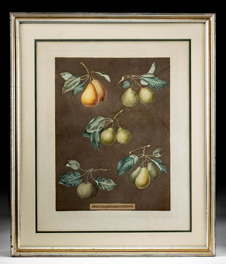 Framed 1812 Brookshaw Aquatint of Pears, Plate 77: George Brookshaw (British, 1751-1823). From "Pomona Britannica" or "A Collection of the Most Esteemed Fruits at Present Cultivated in this Country…." London: T. Bensley, (1804-) 1812. Large folio. A