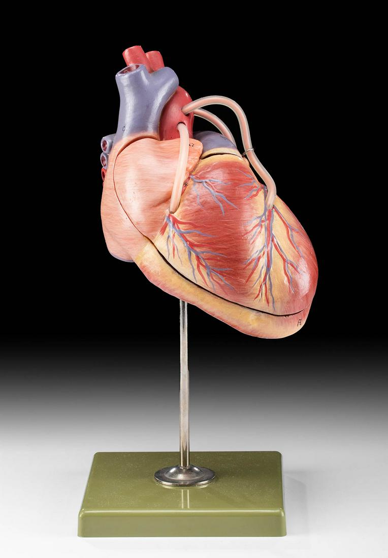 1960s German SOMSO Plast & Rubber Anatomical Heart (1 of 3)