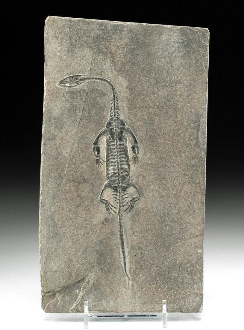 Fossilized Keichousaurus Dinosaur in Stone Matrix: Ancient Seas, China, Guizhou, Mid Triassic period, ca. 247.2 to 237 million years ago. A beautifully preserved, articulated fossil of a Keichousaurus, in its original stone matrix, with the long neck