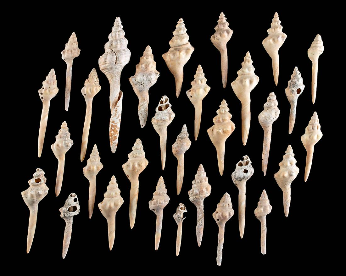 30 Mississippian Conch Shell Gorgets & Picks: Native American, Southern United States, Mississippian / Caddo culture, ca. 1000 to 1500 CE. A fascinating collection of 30 shells that are hand polished and drilled for suspension as pendants and too