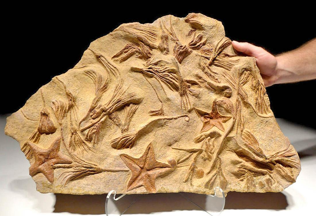 Large Fossilized Starfish & Sea Lily Crinoids (1 of 6)
