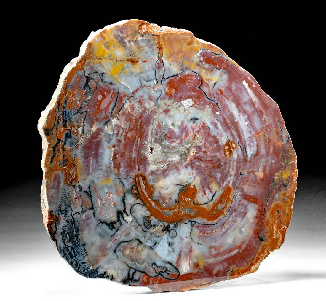 Huge / Colorful Arizona Triassic Petrified Wood Slab (1 of 3)
