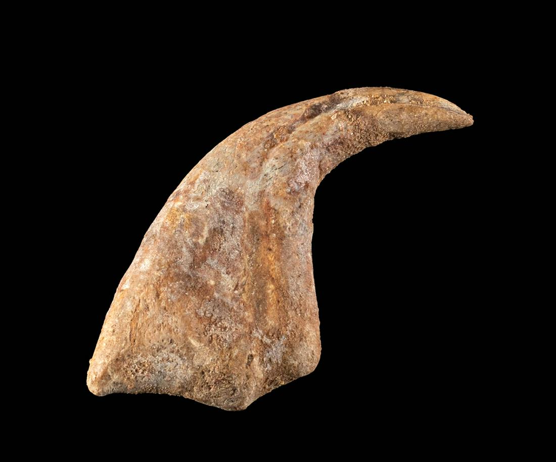 Rare Fossilized Rugops Raptor Killing Claw - Large! (1 of 3)
