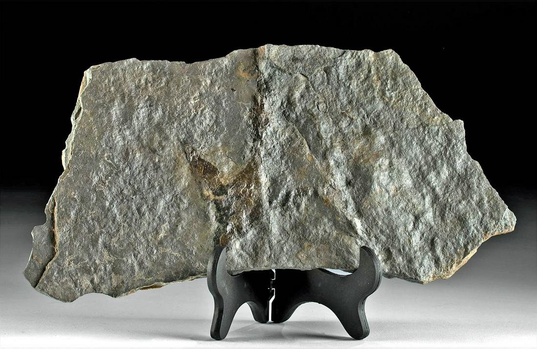 Fossilized New Jersey Dinosaur Footprint & Stone Matrix: North America, Eastern United States, New Jersey, Late Triassic to Early Jurassic period, ca. 252.2 to 145.5 million years ago. This is a fine trace fossil of a dinosaur footprint within a slate matri