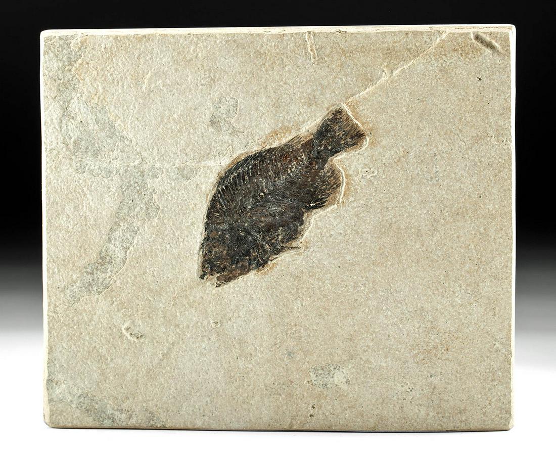 Fossilized Priscacara Fish in Sandstone Matrix (1 of 2)