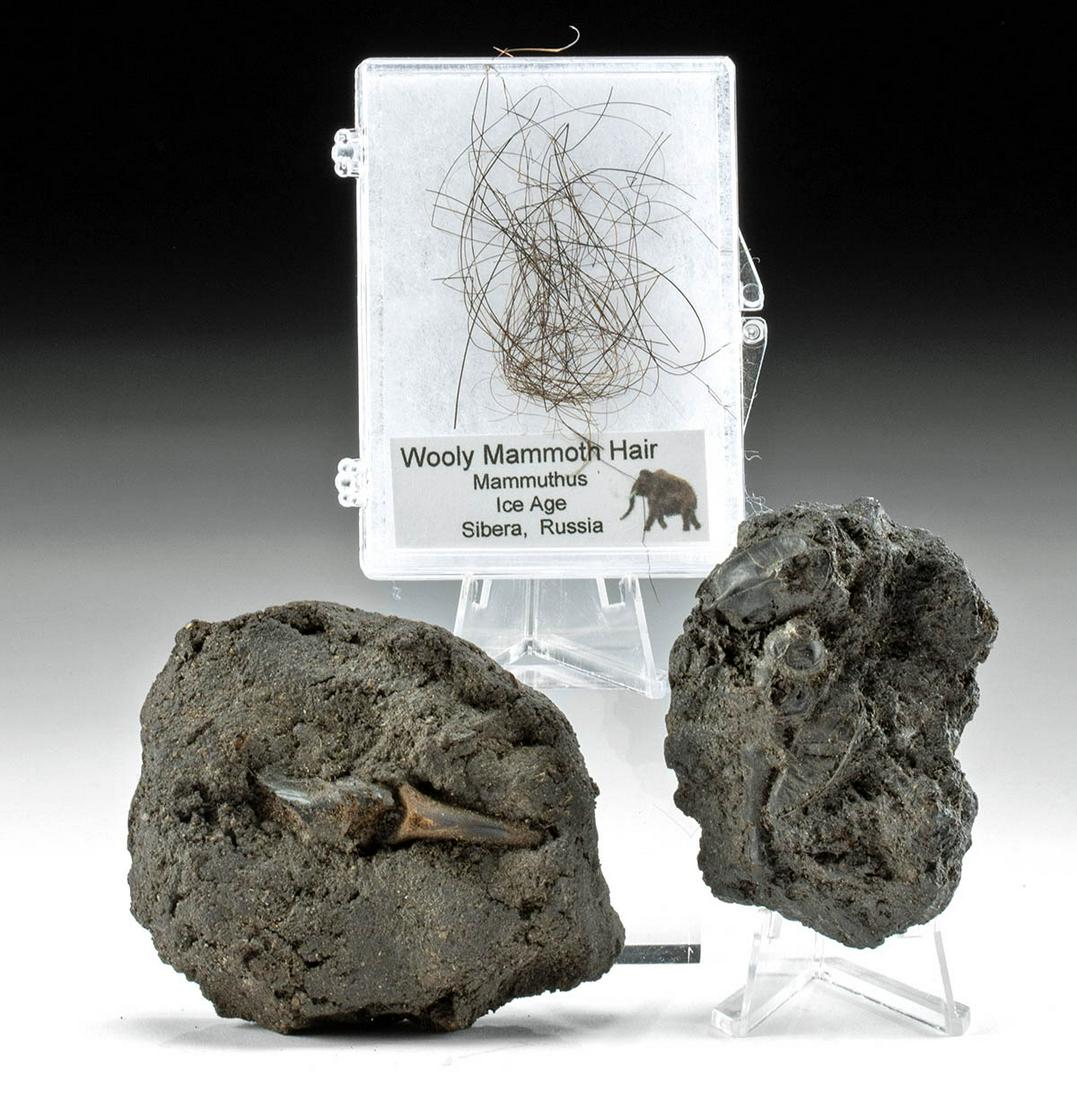 3 La Brea Tar Fossils: Insects, Bone, & Mammoth Fur: North America, West Coast United States, California, likely the Rancho La Brea / McKittrick tar pits, Late Pleistocene (Ice Age), ca. 40,000 to 10,000 years ago; Northern Asia, Russia, Siberia, Pleist