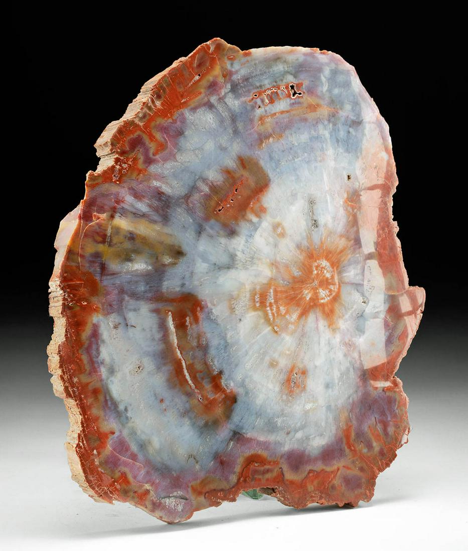 Vibrant Arizona Triassic Petrified Wood Polished Slab (1 of 3)
