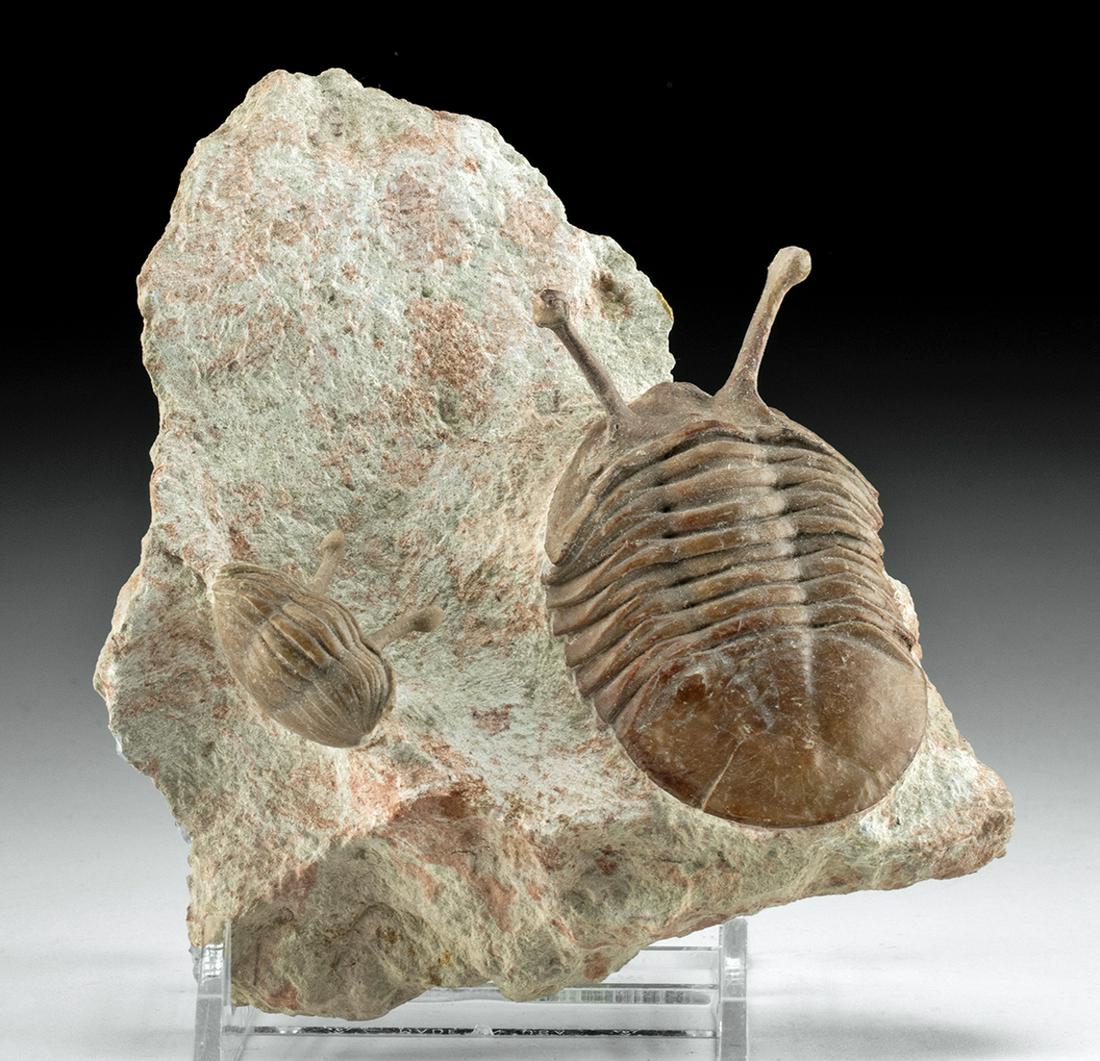 Fossilized Neoasaphus Kowalewski Trilobites in Matrix (1 of 4)