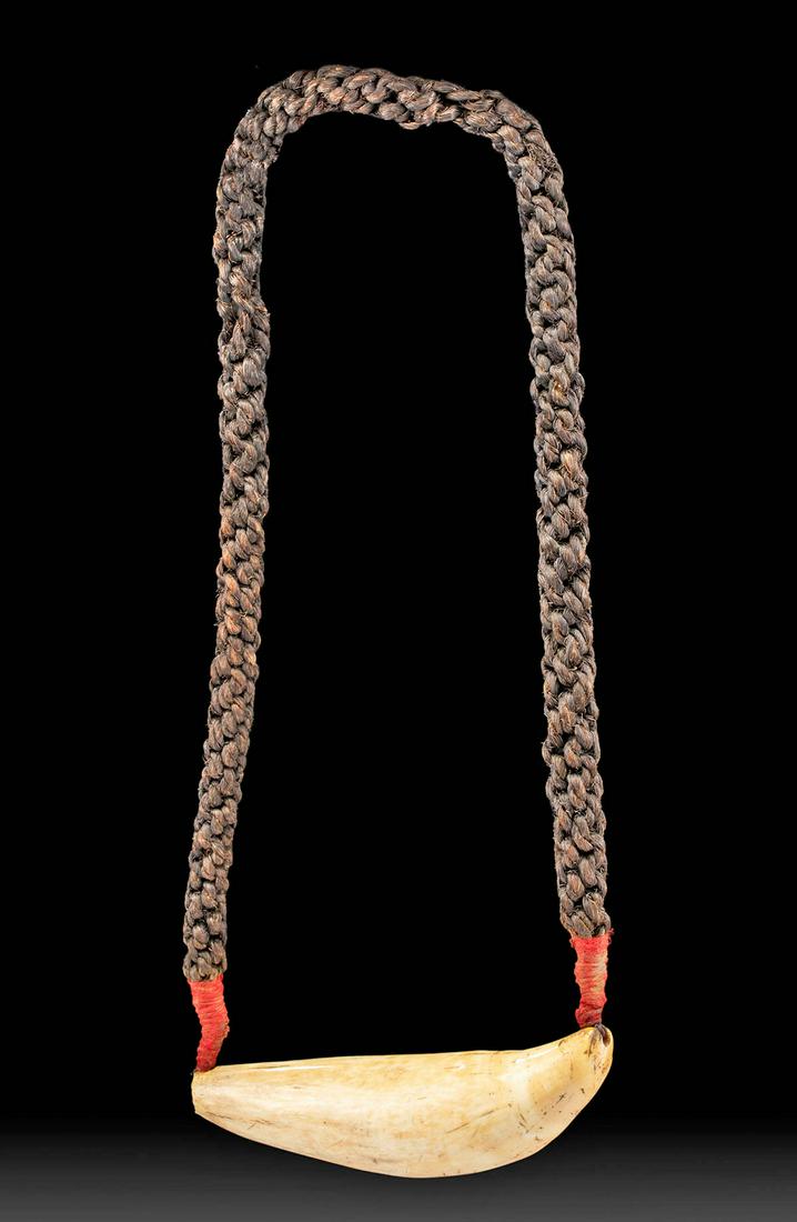 19th C. Fiji Tabua (Whale Tooth & Sennet Cord): South Pacific, Fiji Islands, ca. 19th to early 20th century CE. A polished sperm whale tooth known as a tabua with a woven cord made from sennet attached to both tips of the tooth. The tooth is hand p