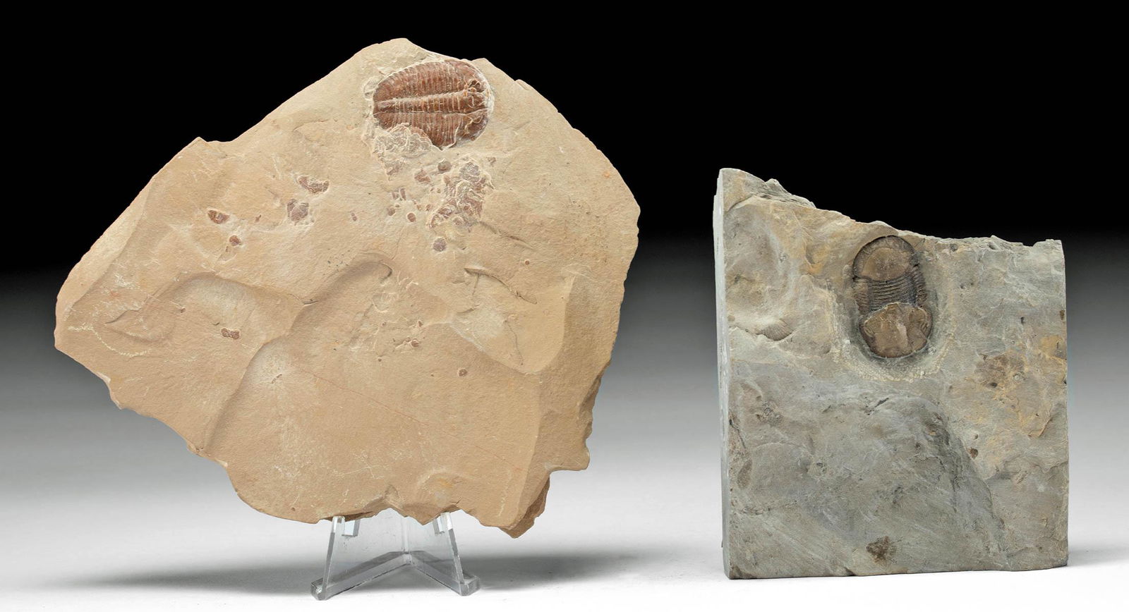 Fossilized Trilobites in Rochester Shale Matrices (2) (1 of 3)