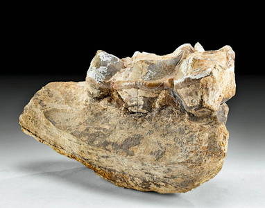 Fossilized North American Megacerops Jawbone w/ Tooth