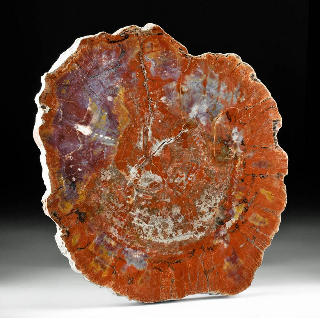 Large Triassic Petrified Wood Slab (Arizonan) (1 of 3)